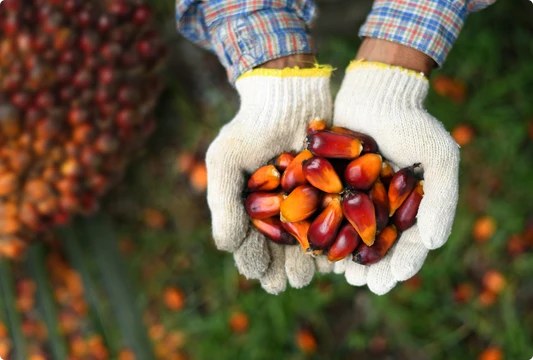 Skutečná síla antioxidantů: Proč kombinovat astaxanthin s vitamínem E?